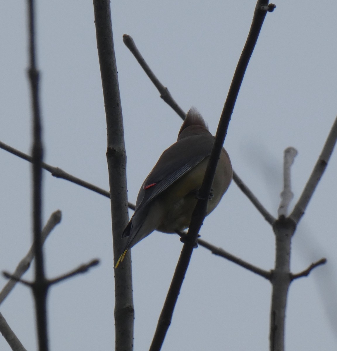 Cedar Waxwing - ML209690571