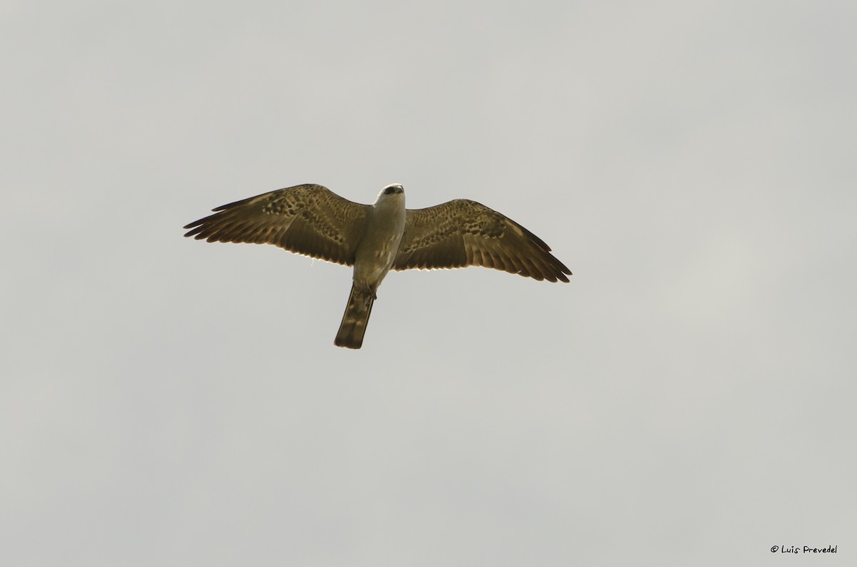 Mississippi Kite - Luis Prevedel