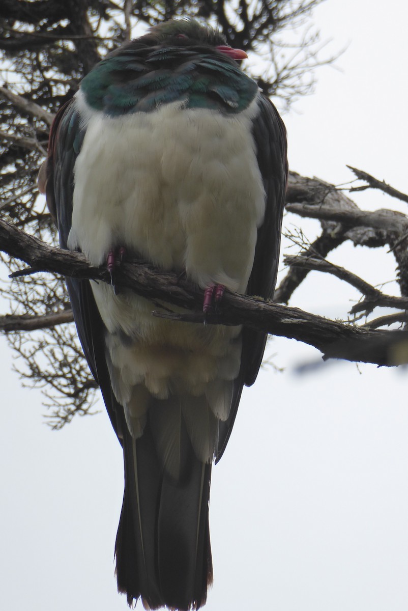 holub maorský - ML209694501