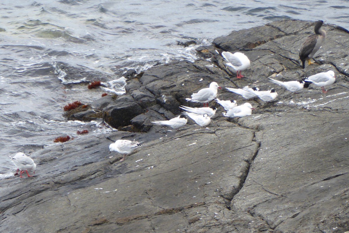 Silver Gull - ML209694891