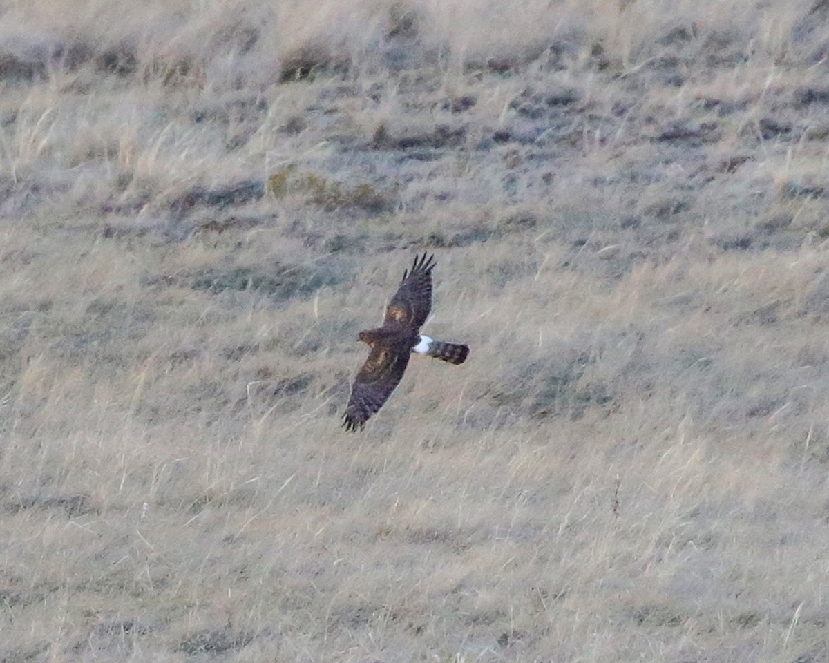 Northern Harrier - Steve DuBois