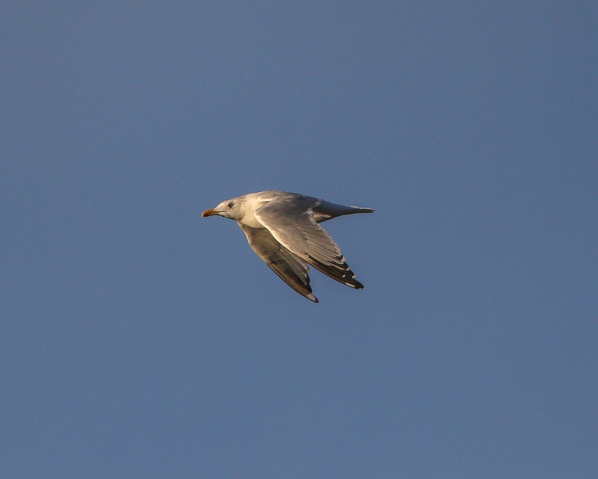 Herring Gull - ML20969641