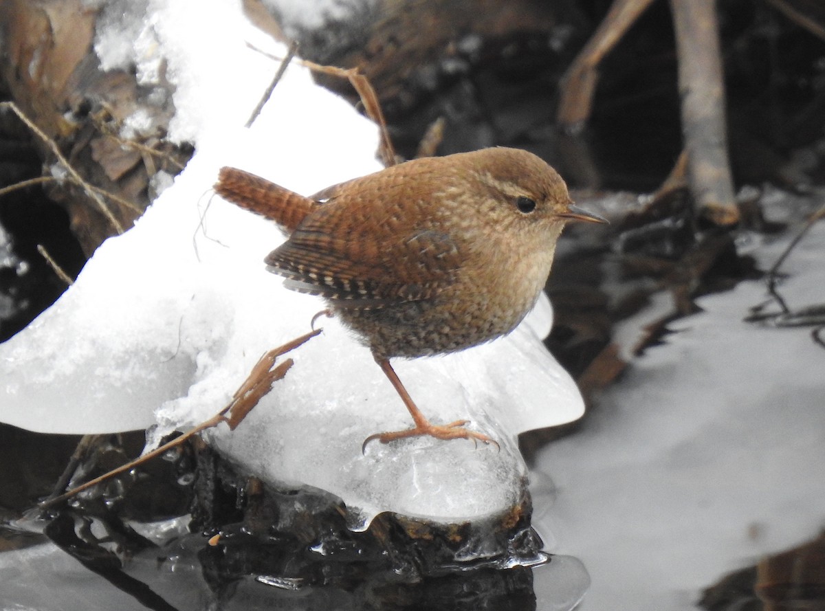 Winter Wren - Glenn Hodgkins