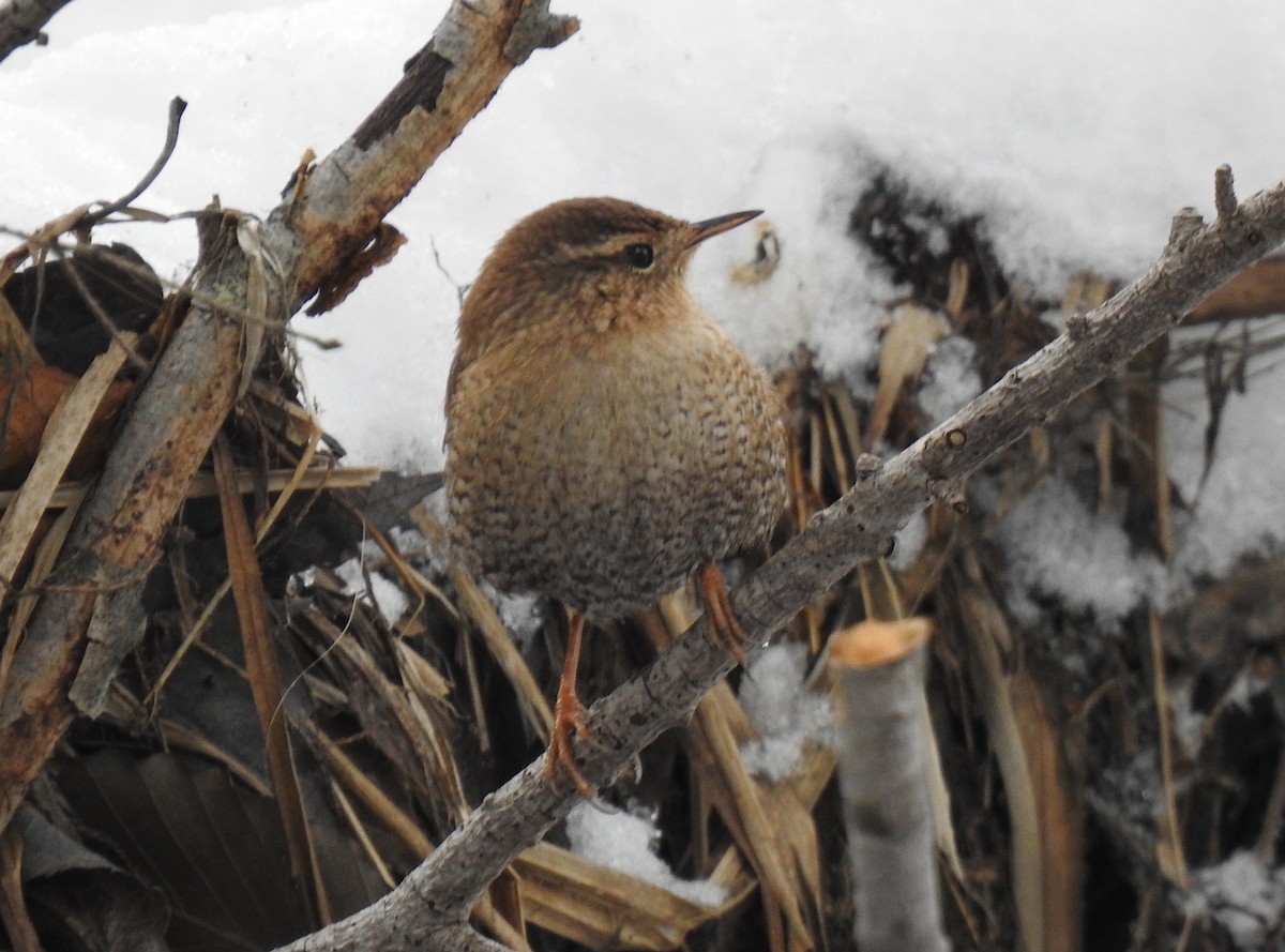 Winter Wren - ML209696971