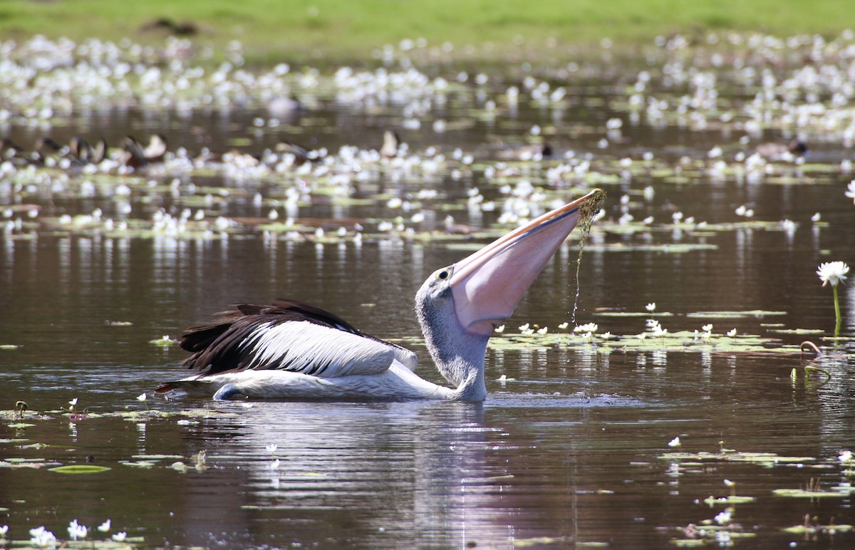 Australian Pelican - ML209699601