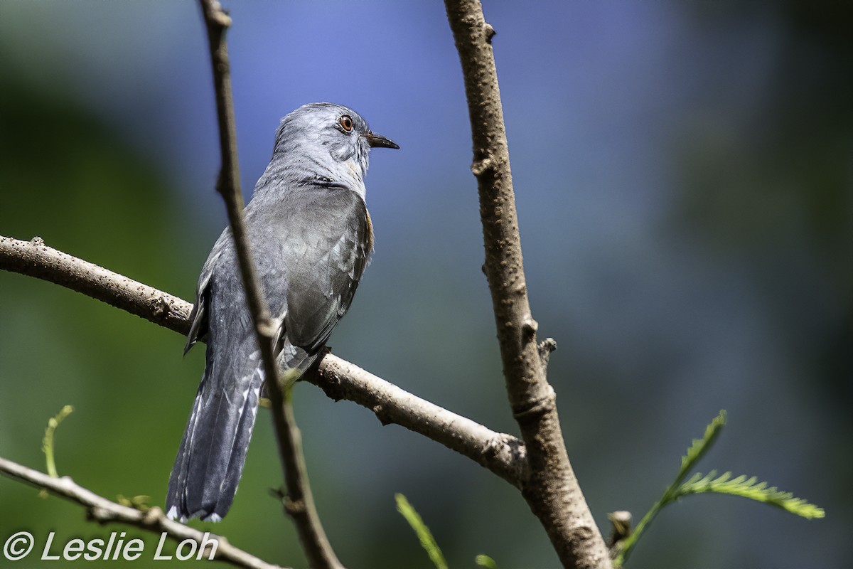 Plaintive Cuckoo - ML209699821