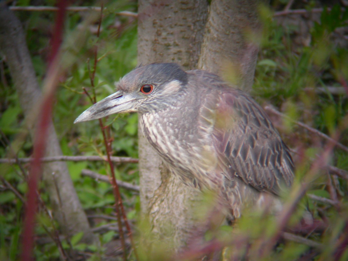 Yellow-crowned Night Heron - Mike V.A. Burrell