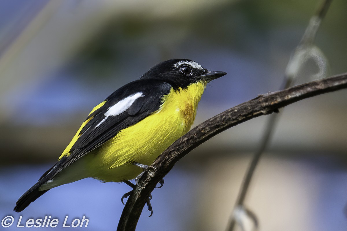 Yellow-rumped Flycatcher - ML209700171