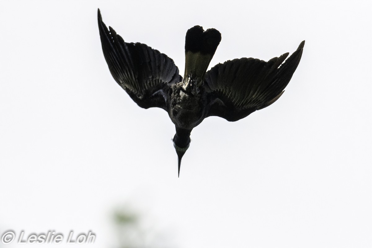 Bushy-crested Hornbill - Leslie Loh