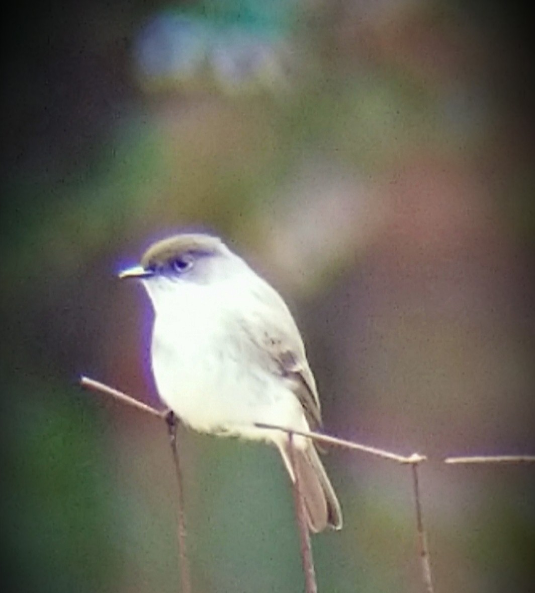 Eastern Phoebe - ML209704191