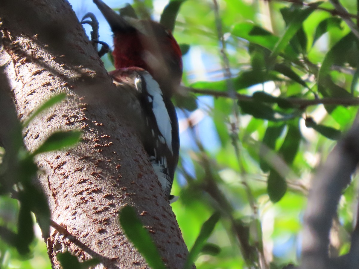 Red-breasted Sapsucker - ML209704941