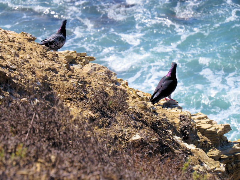 Rock Pigeon (Feral Pigeon) - ML20970501