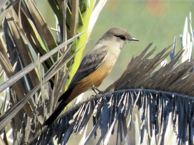 Say's Phoebe - ML20970521