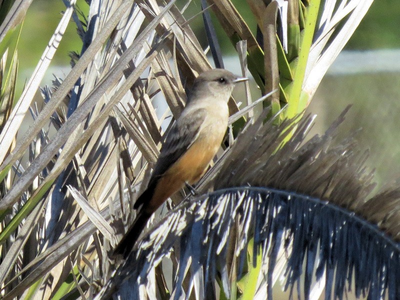 Say's Phoebe - ML20970531