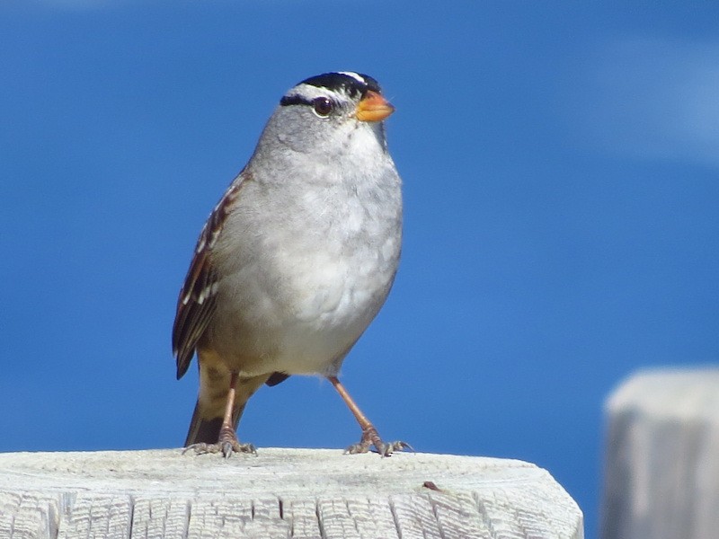 White-crowned Sparrow - ML20970541