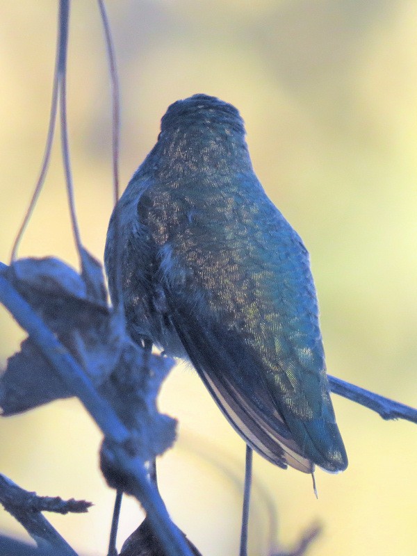 Anna's Hummingbird - ML20970561