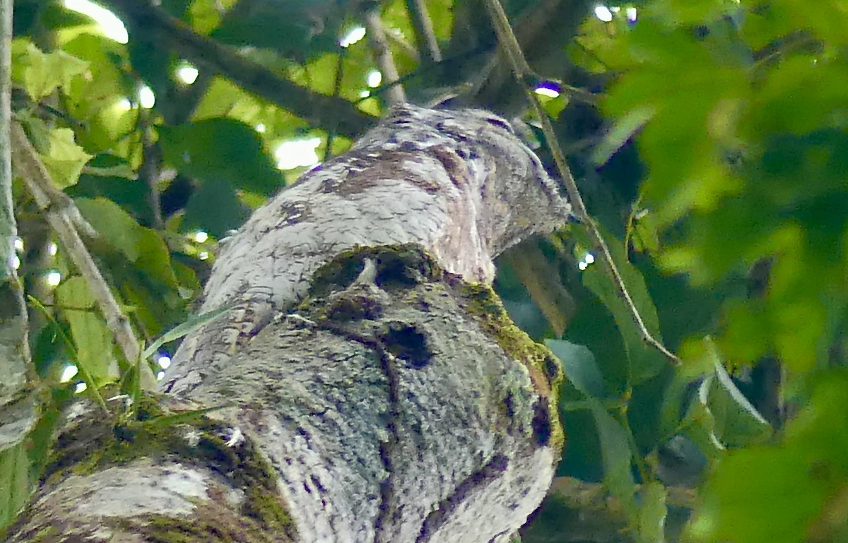 Great Potoo - Laura Blutstein