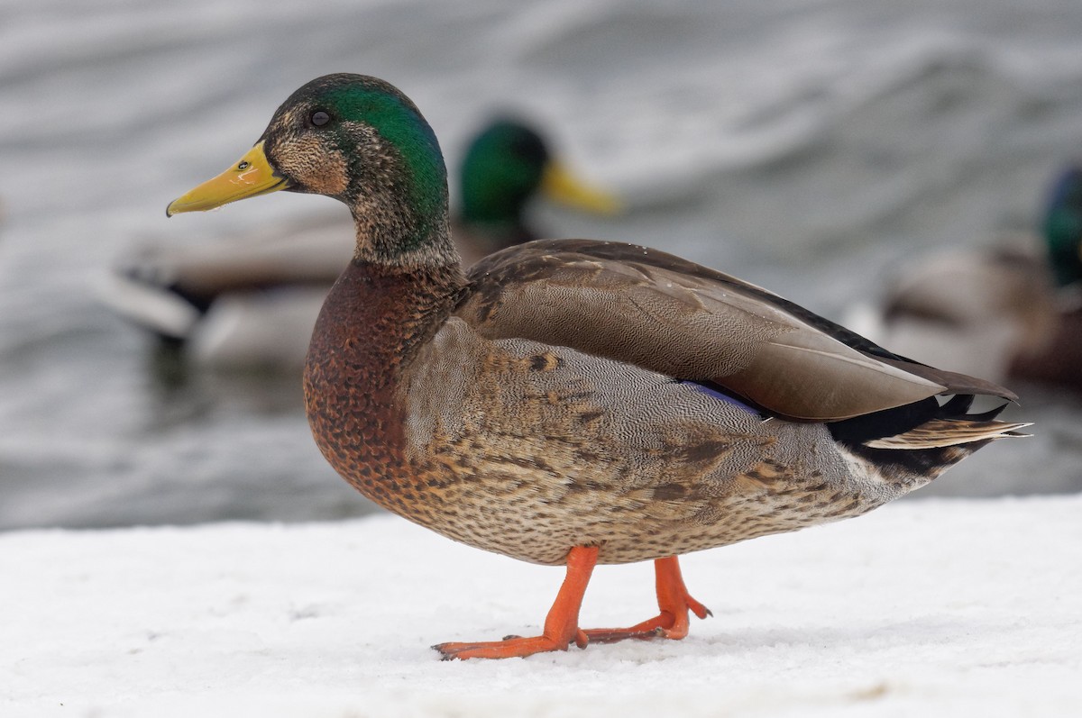 Mallard x American Black Duck (hybrid) - Etienne Artigau🦩