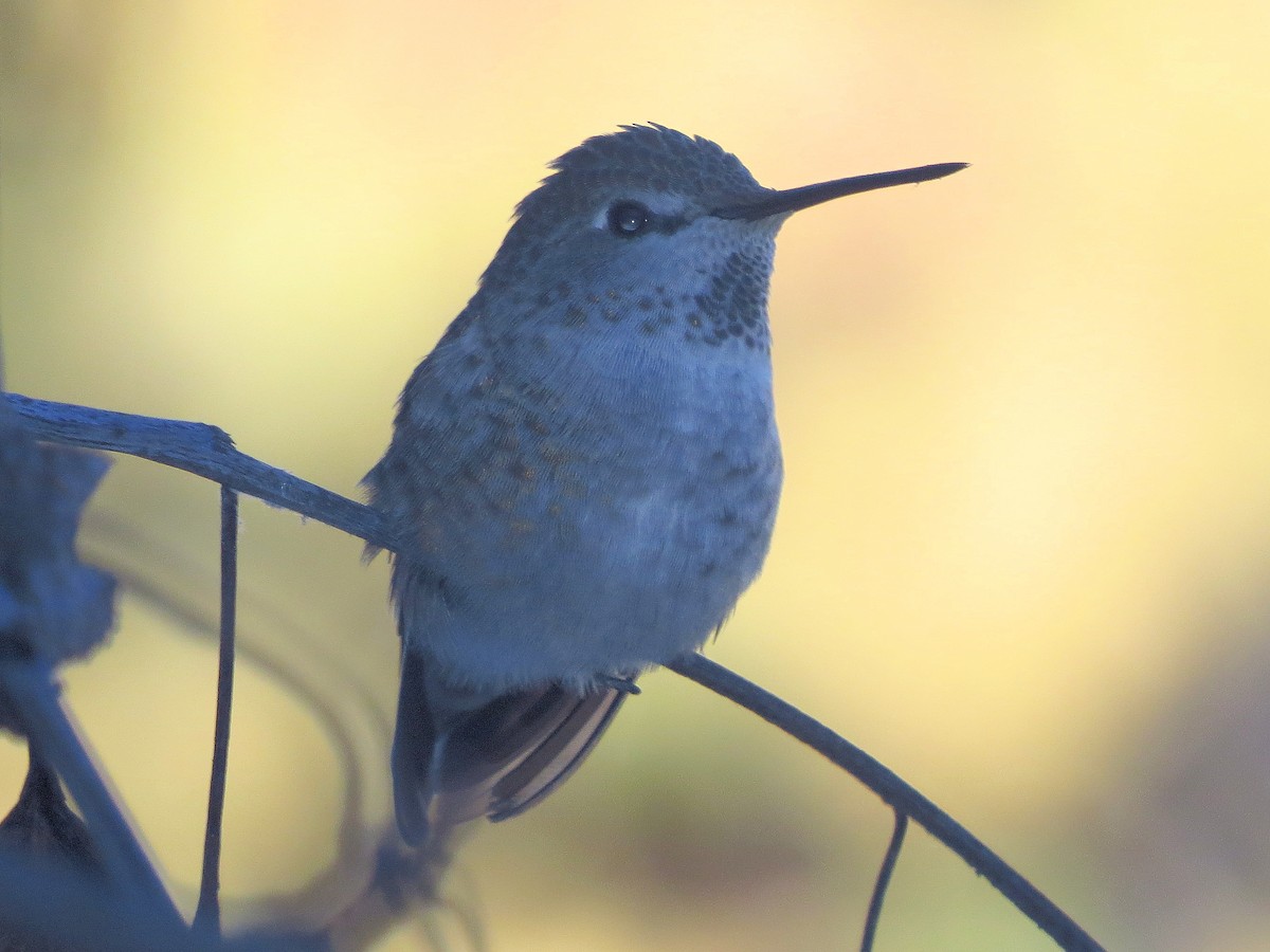 Anna's Hummingbird - ML20970711