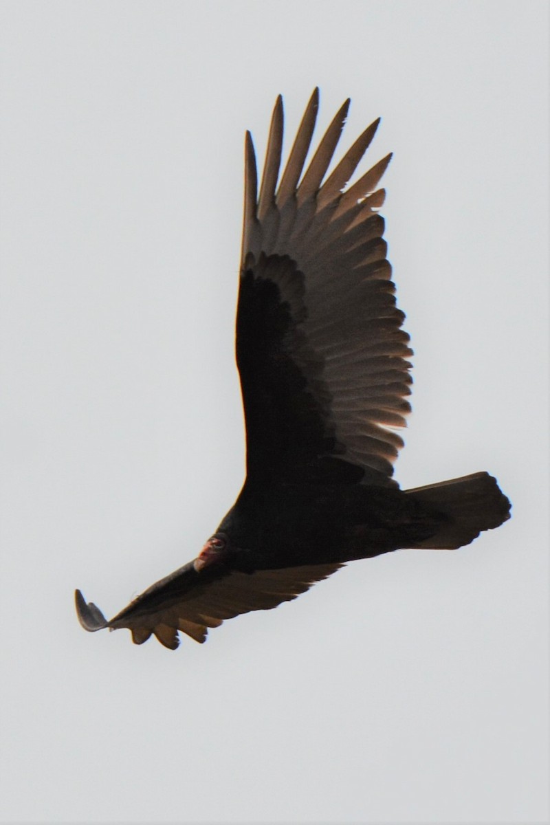 Turkey Vulture - ML209707351