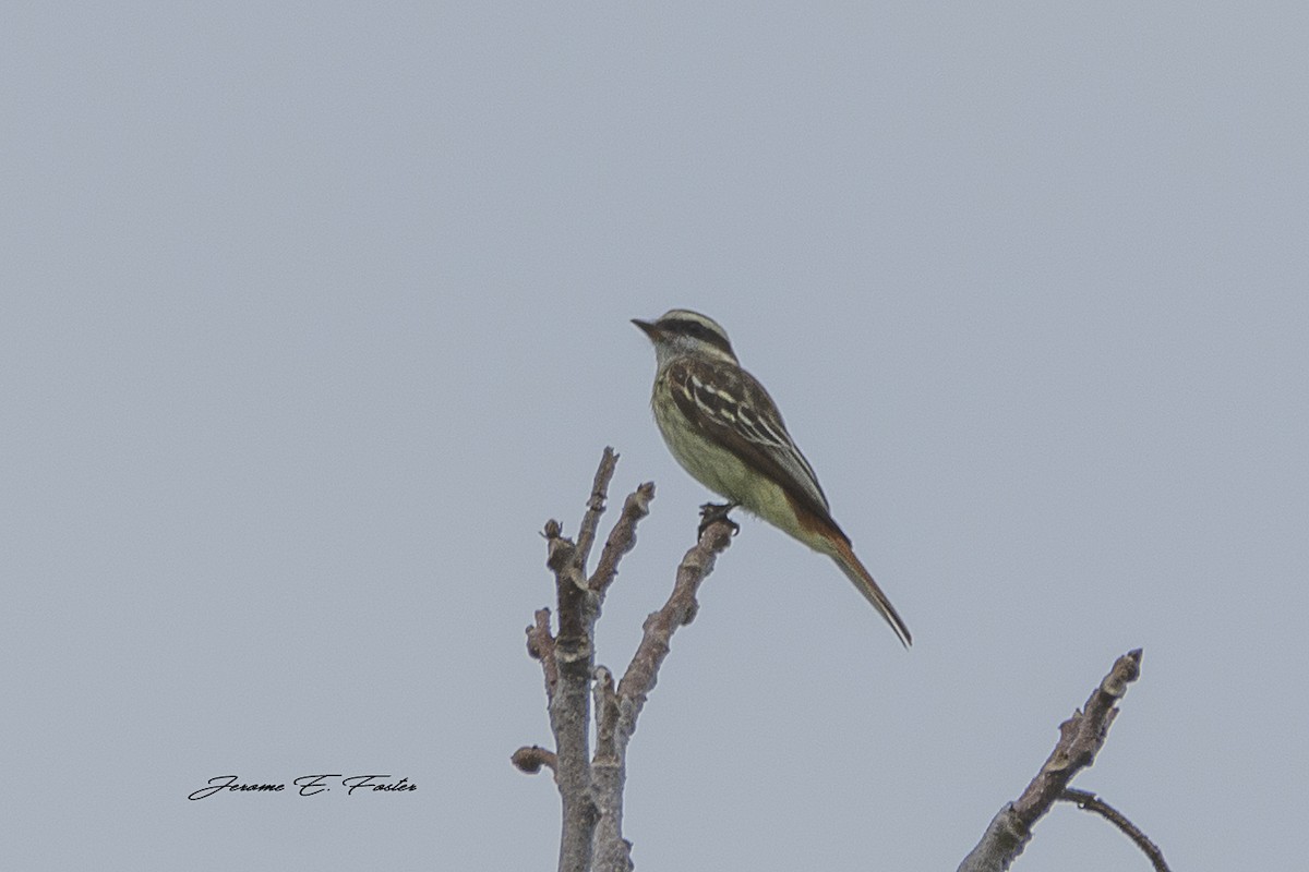 Variegated Flycatcher - ML209707791