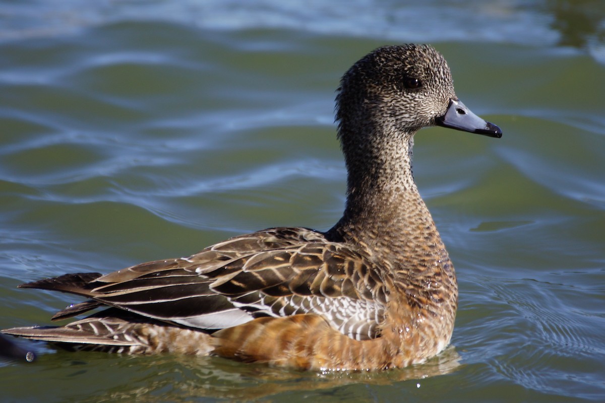 American Wigeon - Maxwell Ramey