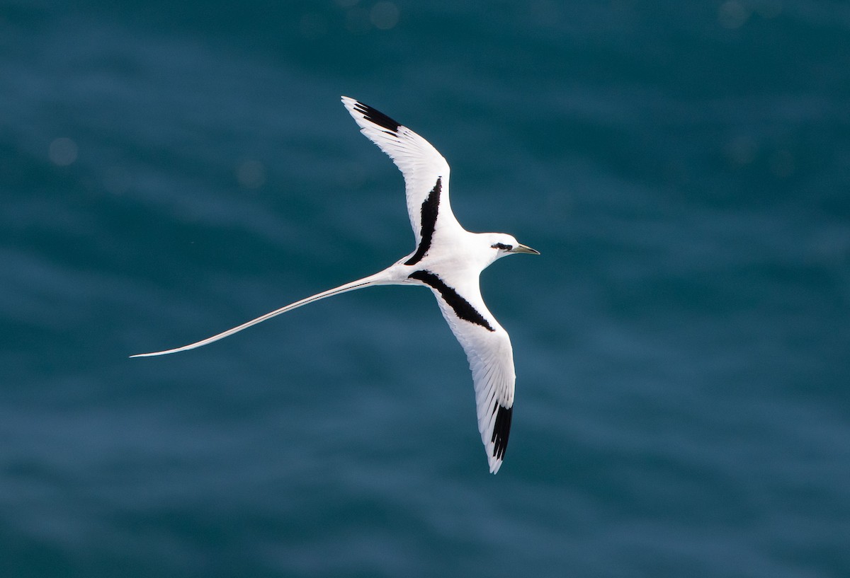 White-tailed Tropicbird - Josh Parks