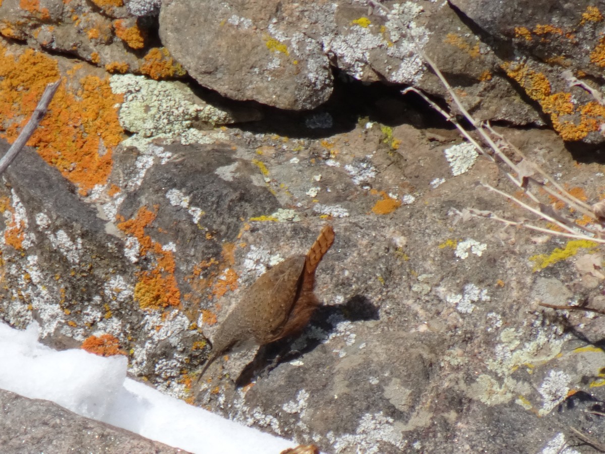 Canyon Wren - ML209711921