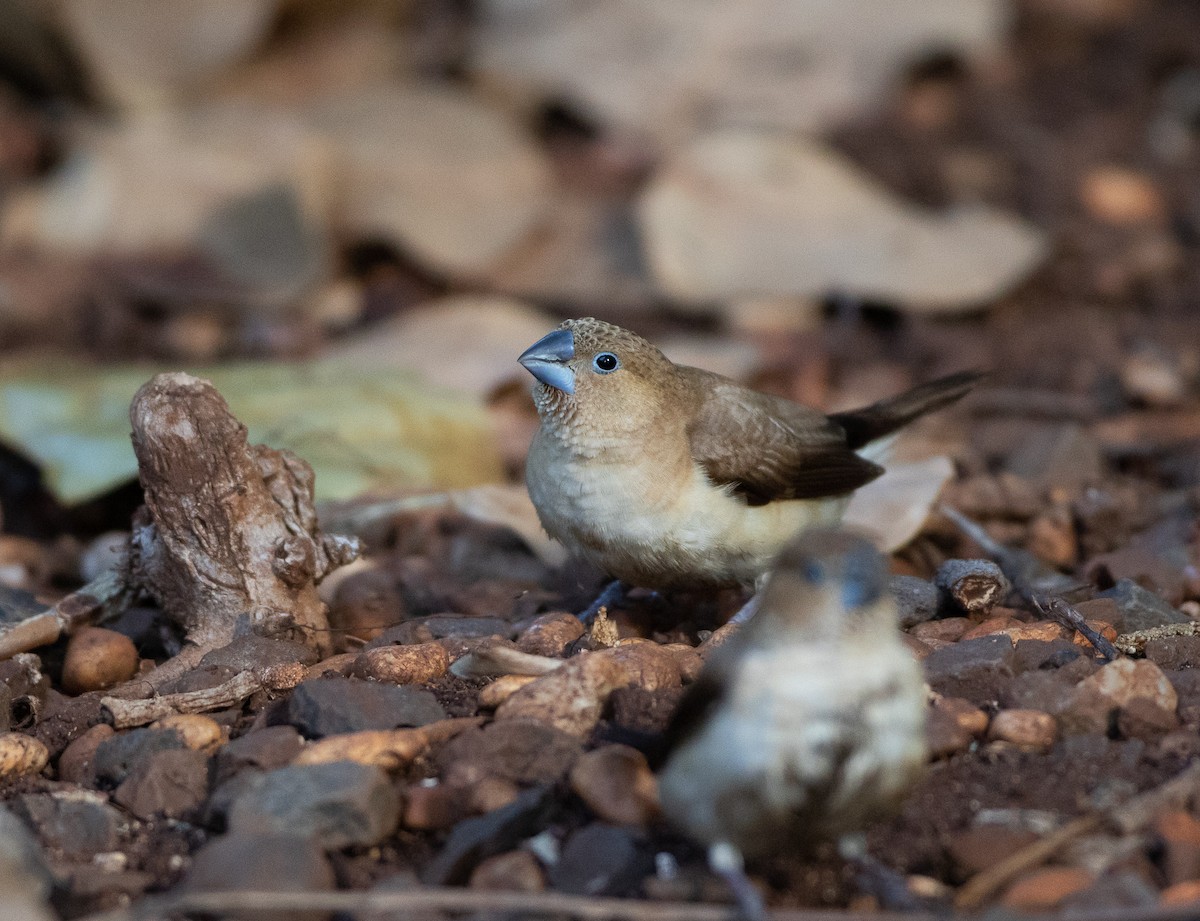 African Silverbill - ML209712201