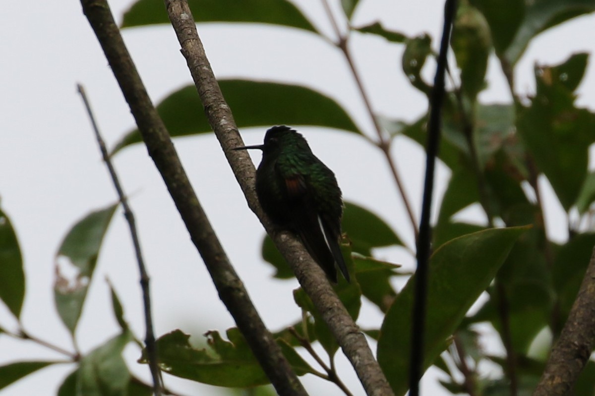 Colibrí Ventrinegro - ML209712241