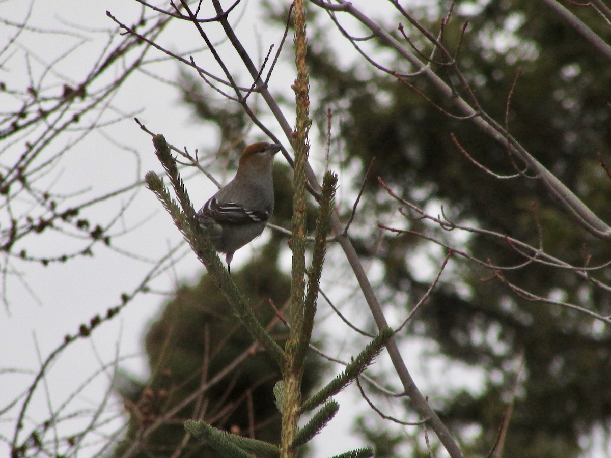 Pine Grosbeak - ML209712681