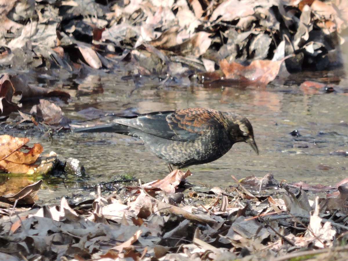 Rusty Blackbird - ML209714171
