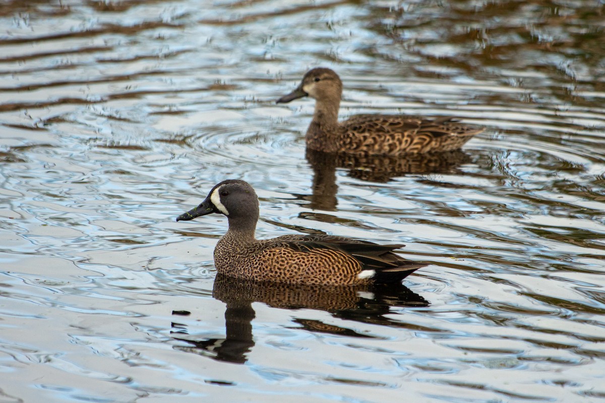 Blue-winged Teal - ML209715701