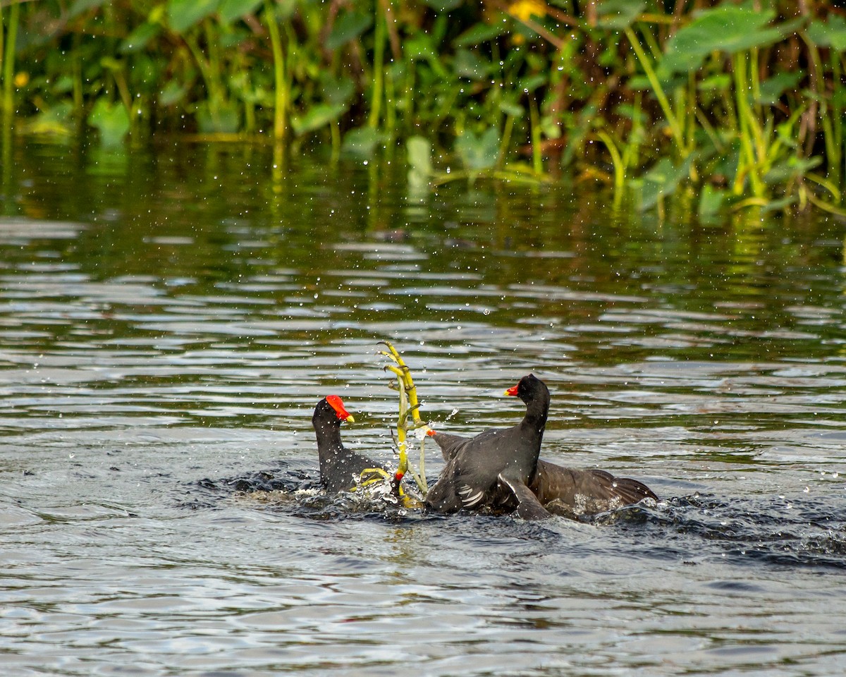 Common Gallinule - ML209715971