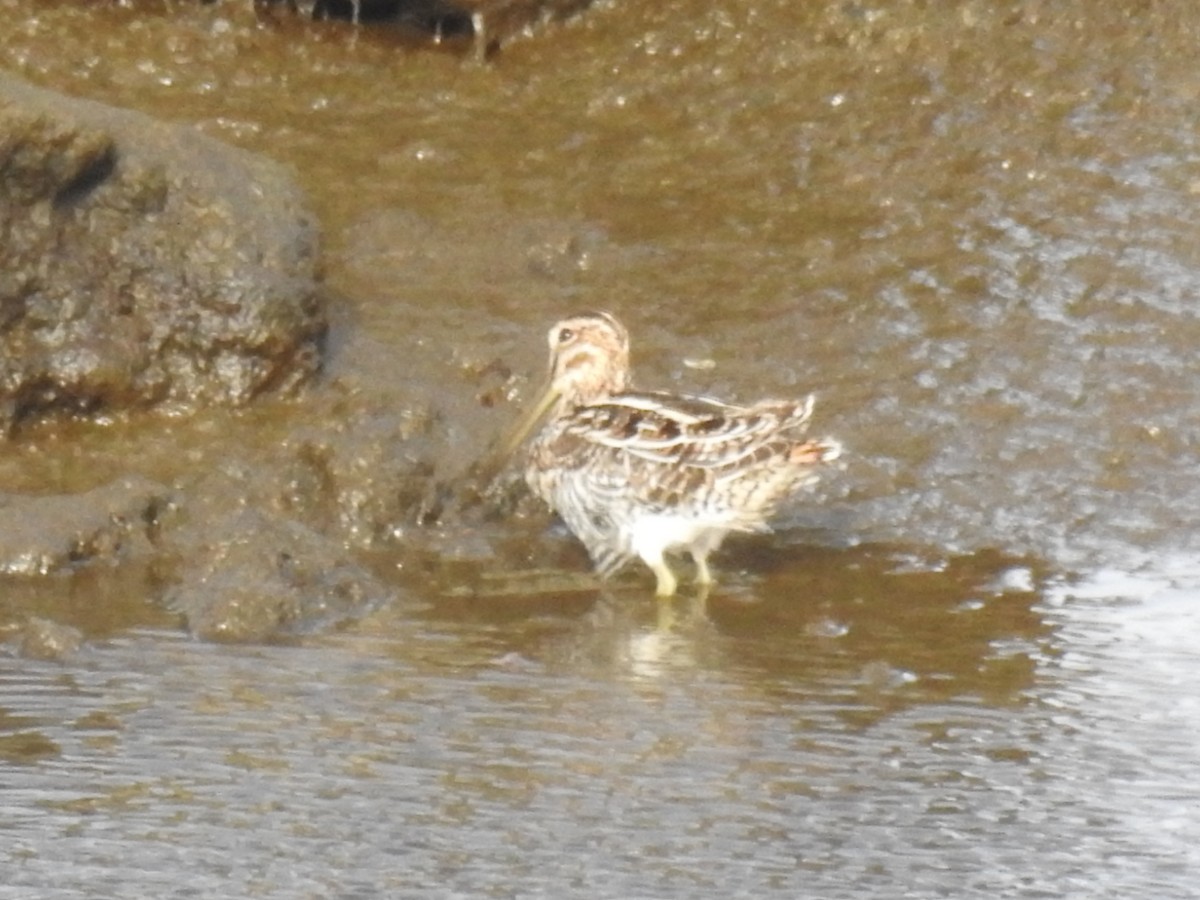 Wilson's Snipe - ML209716301