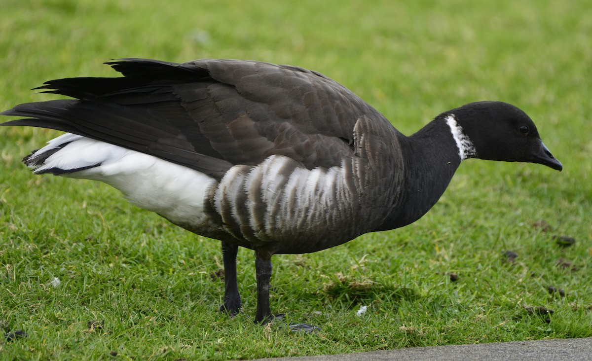 Хар толгойт галуу - ML209716391