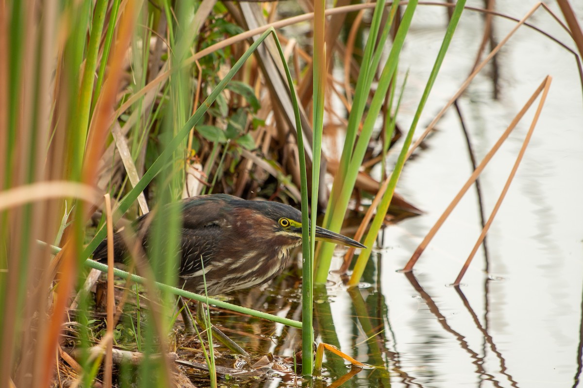 Green Heron - ML209716691