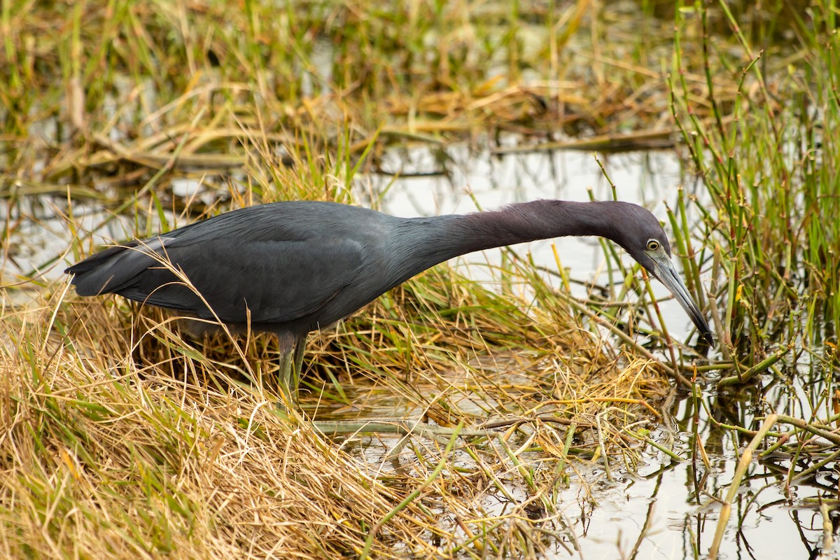 Little Blue Heron - ML209717401