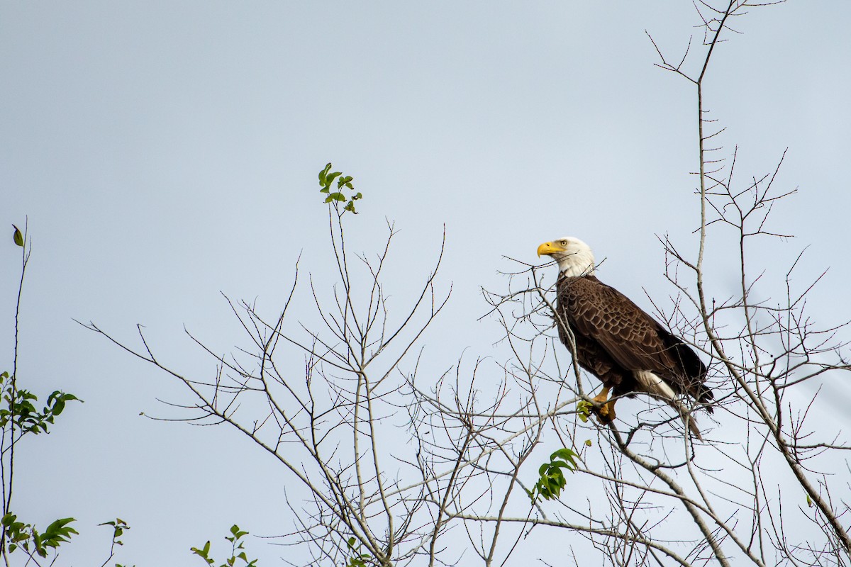 Bald Eagle - ML209718071