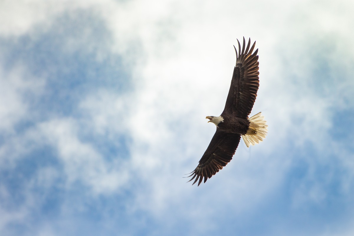 Bald Eagle - ML209718081