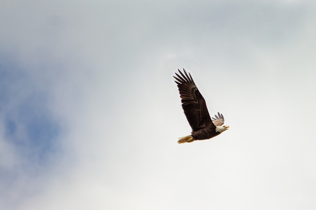 Bald Eagle - ML209718091