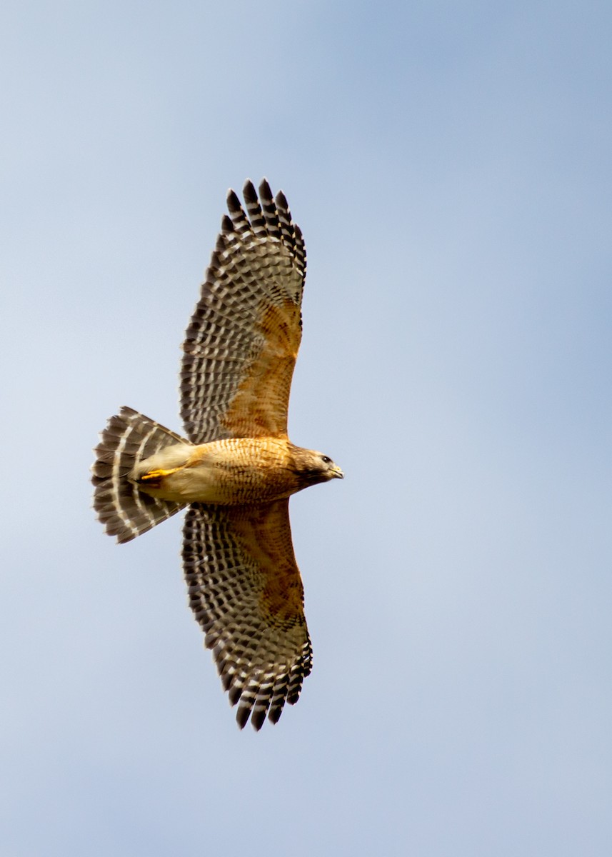 Red-shouldered Hawk - ML209718121