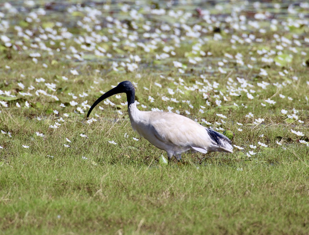 Australian Ibis - Kevin  Brix