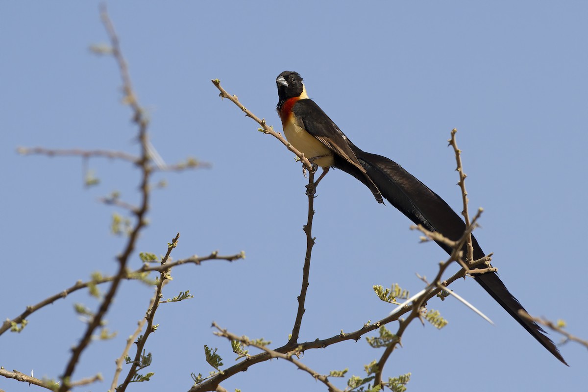 Eastern Paradise-Whydah - Marco Valentini