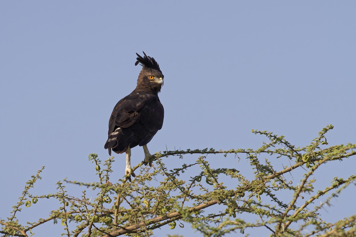 Long-crested Eagle - Marco Valentini