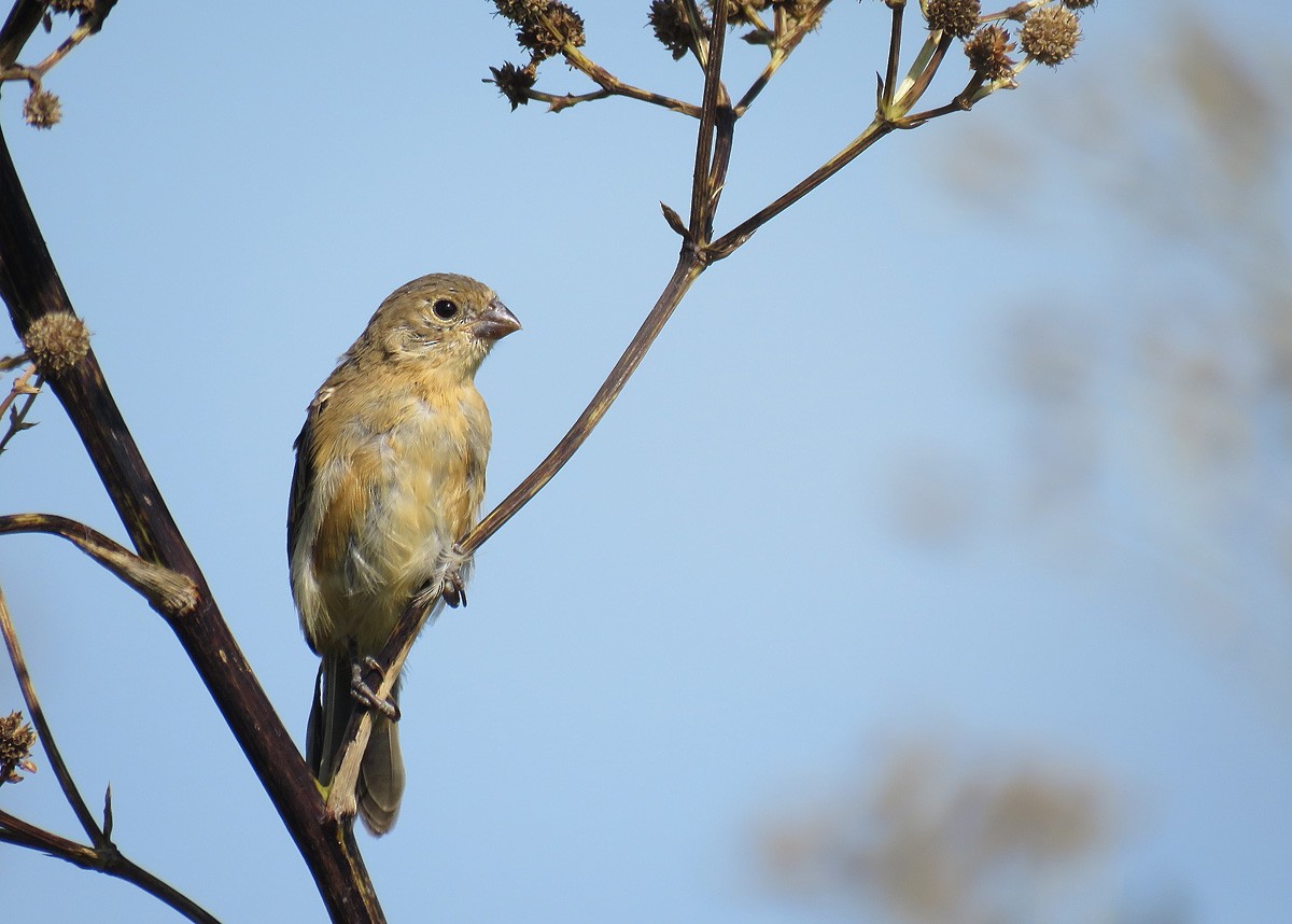 Marsh Seedeater - ML209721281