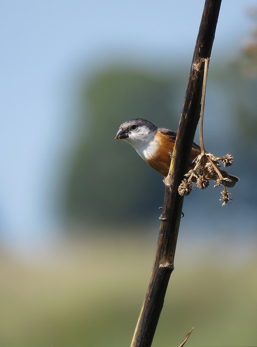 Marsh Seedeater - ML209721301