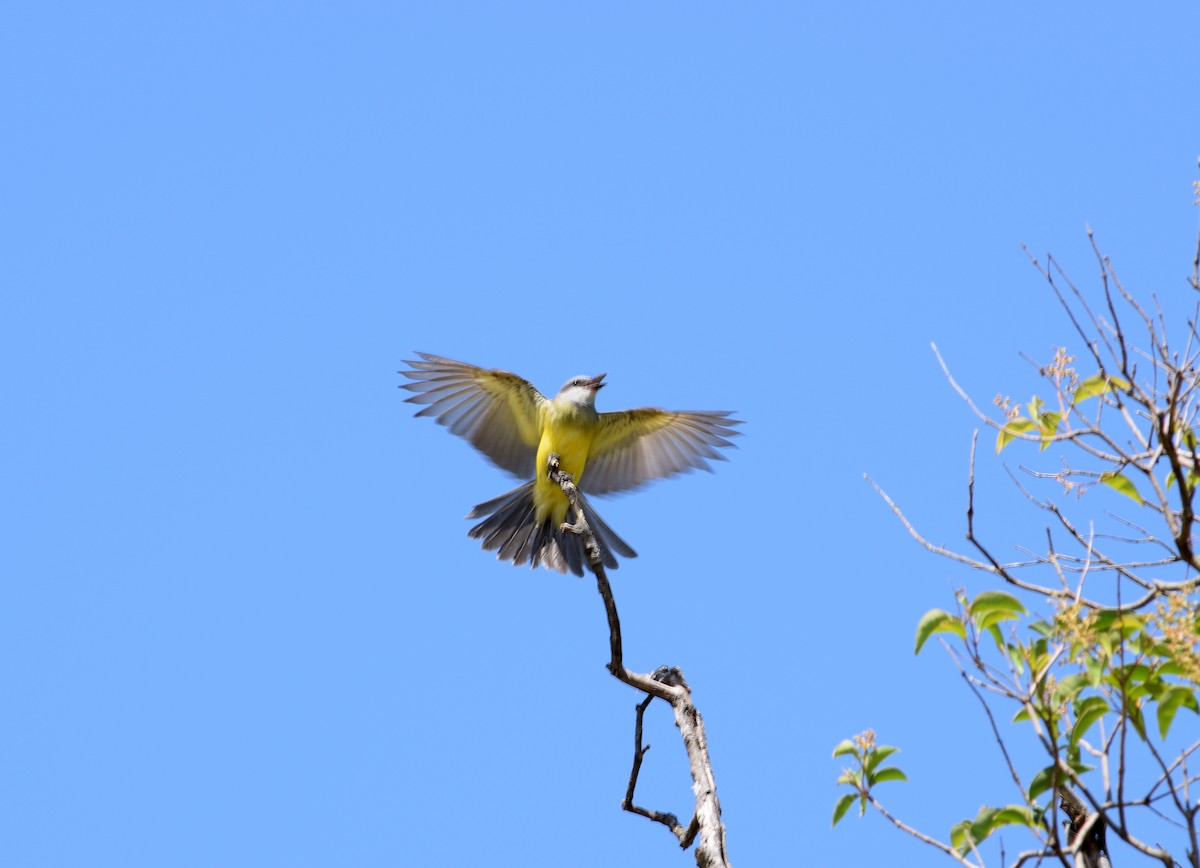 Tropical Kingbird - ML209721981