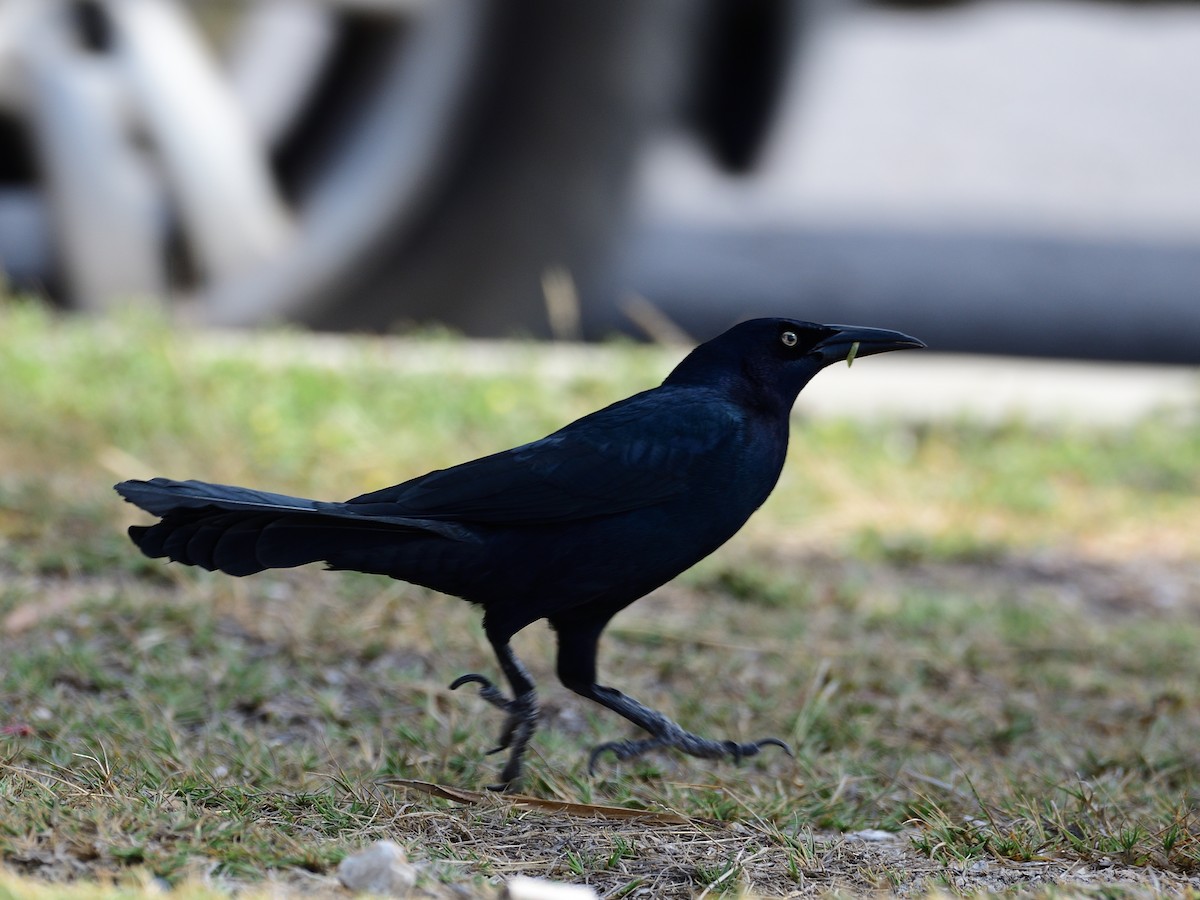 Great-tailed Grackle - ML209722561