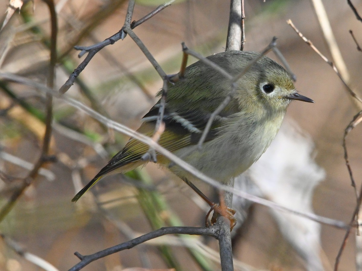 Ruby-crowned Kinglet - ML209723411